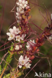 Common Dodder (Cuscuta epithymum)