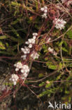 Common Dodder (Cuscuta epithymum)