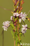 Common Dodder (Cuscuta epithymum)