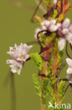 Common Dodder (Cuscuta epithymum)