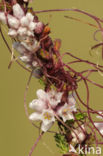 Common Dodder (Cuscuta epithymum)