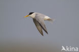 Little Tern (Sterna albifrons)