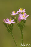 Echt duizendguldenkruid (Centaurium erythraea)