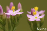 Echt duizendguldenkruid (Centaurium erythraea)