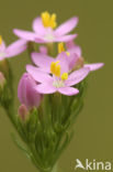 Common Centaury (Centaurium erythraea)