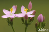 Common Centaury (Centaurium erythraea)