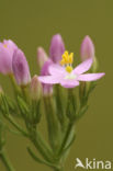 Echt duizendguldenkruid (Centaurium erythraea)