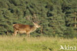 Edelhert (Cervus elaphus)