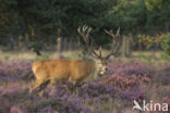 Red Deer (Cervus elaphus)
