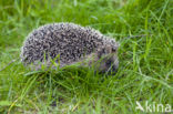 Hedgehog (Erinaceus europaeus)