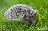 Hedgehog (Erinaceus europaeus)