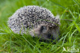 Hedgehog (Erinaceus europaeus)