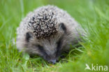 Hedgehog (Erinaceus europaeus)