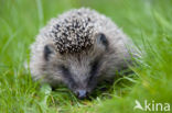 Hedgehog (Erinaceus europaeus)