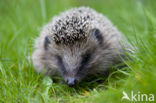 Hedgehog (Erinaceus europaeus)