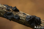 Witches butter (Exidia truncata)