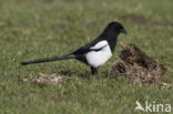 Black-billed Magpie (Pica pica)