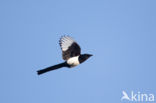 Black-billed Magpie (Pica pica)