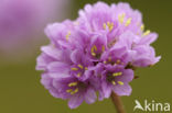 Thrift seapink (Armeria maritima)