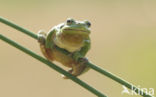 European Tree Frog (Hyla arborea)