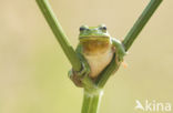 European Tree Frog (Hyla arborea)