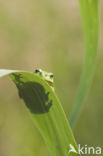 Europese boomkikker (Hyla arborea) 