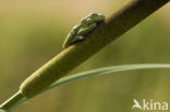 Europese boomkikker (Hyla arborea) 