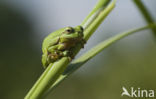 Europese boomkikker (Hyla arborea) 