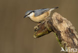 Eurasian Nuthatch (Sitta europaea)