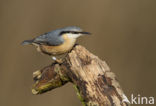 Eurasian Nuthatch (Sitta europaea)