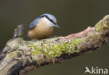 Europese Boomklever (Sitta europaea)