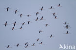 Greater Flamingo (Phoenicopterus ruber roseus)