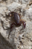 Europese zwarte schorpioen (Euscorpius flavicaudis)