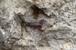 European yellow-tailed scorpion (Euscorpius flavicaudis)