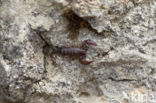 Europese zwarte schorpioen (Euscorpius flavicaudis)