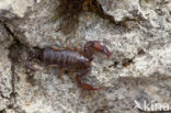 Europese zwarte schorpioen (Euscorpius flavicaudis)