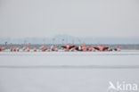 Flamingo (Phoenicopterus ruber)