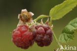 Raspberry (Rubus idaeus)