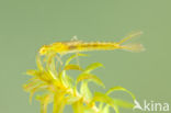 Gaffelwaterjuffer (Coenagrion scitulum)