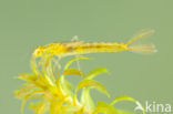 Gaffelwaterjuffer (Coenagrion scitulum)