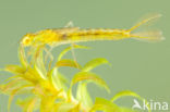 Gaffelwaterjuffer (Coenagrion scitulum)