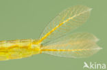 Gaffelwaterjuffer (Coenagrion scitulum)