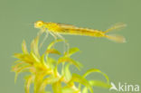 Gaffelwaterjuffer (Coenagrion scitulum)