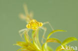 Gaffelwaterjuffer (Coenagrion scitulum)