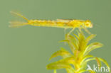 Gaffelwaterjuffer (Coenagrion scitulum)