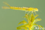 Gaffelwaterjuffer (Coenagrion scitulum)