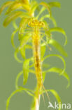 Gaffelwaterjuffer (Coenagrion scitulum)