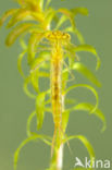 Gaffelwaterjuffer (Coenagrion scitulum)