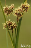 Galigaan (Cladium mariscus) 