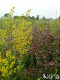 Geel walstro (Galium verum)